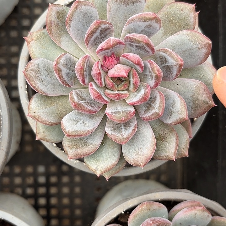 黑曼巴（拍满18包邮）