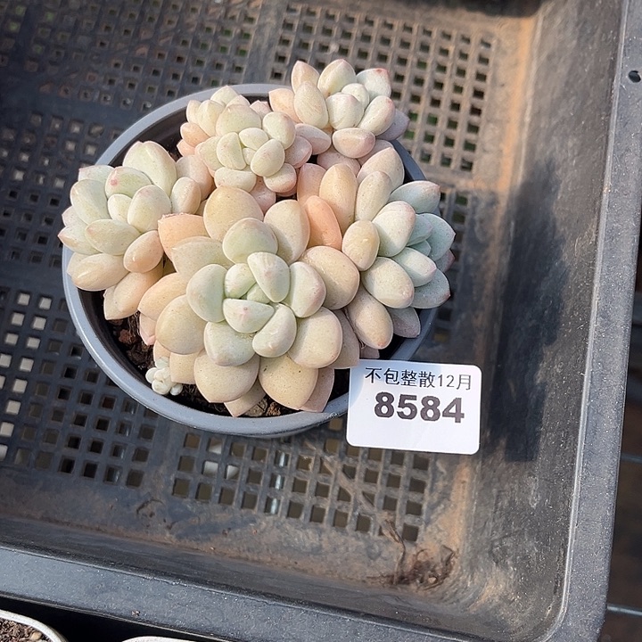 阿雅园艺。        8584泡泡糖