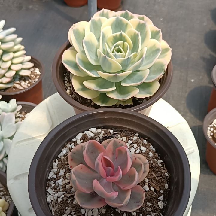 蓝玫瑰锦+玉蝶锦