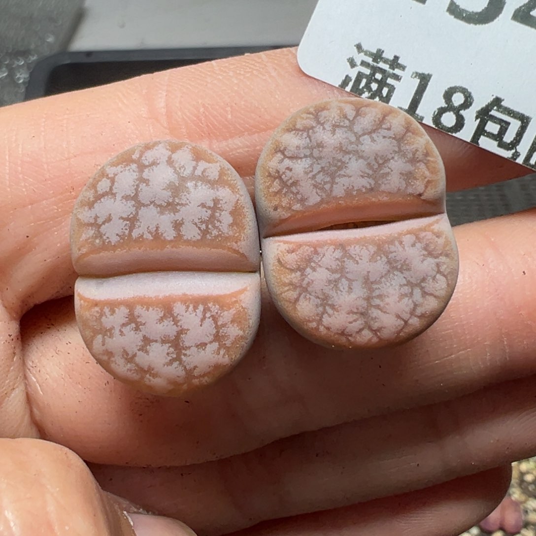 【闪购商品】454……