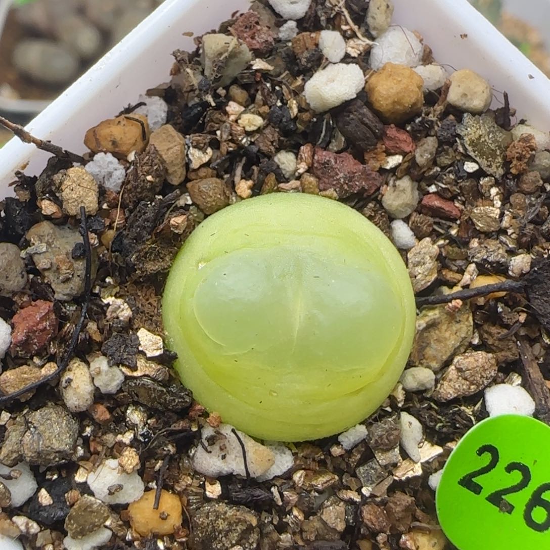 拉登1.7+多肉植物226