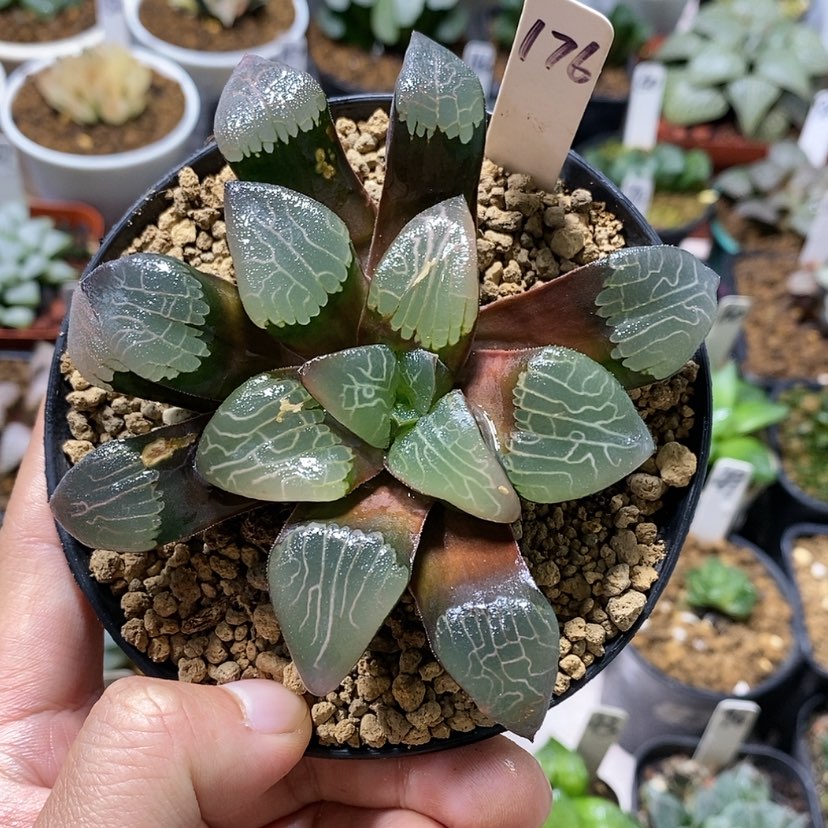 【闪购商品】176实生