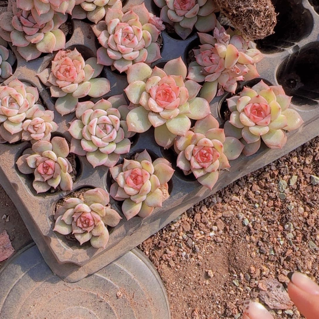 玉笛穴盘半盘50颗