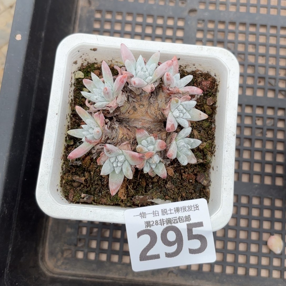 白菊老桩无盆土发货