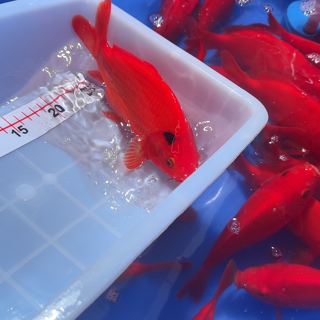 金鱼锦鲤荷包鲤黑点荷包鲤淡水鱼