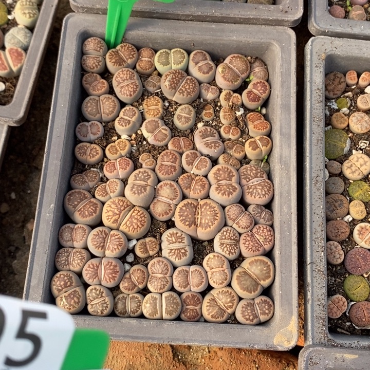 ****生石花等植物的生长发育196