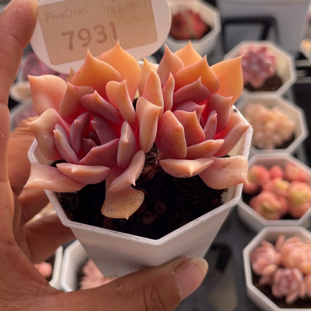 粉蝶7931-6.5厘米