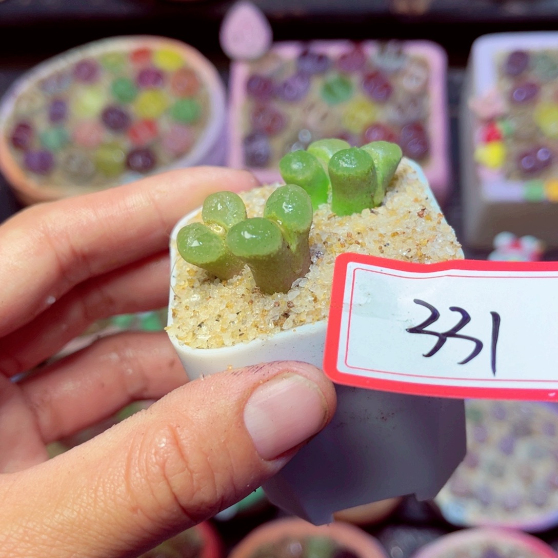 331脱土发不发盆发货