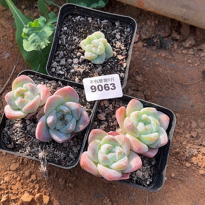 阿雅园艺。      9063