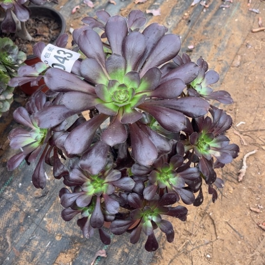 043黑元叶不包断枝