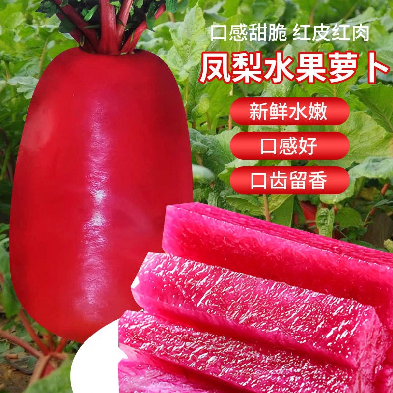 凤梨红心水果萝卜种子红皮萝卜籽种子春秋四季播蔬菜种子秋季简单