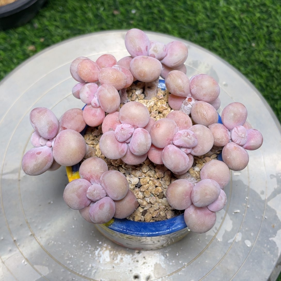 11头腰子蛋多肉植物