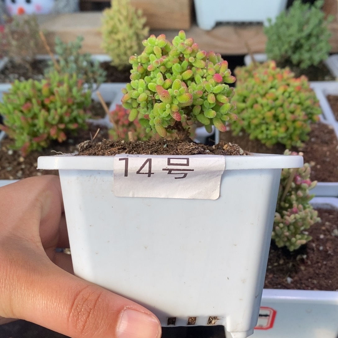 蜜橘带盆土发货一物一拍