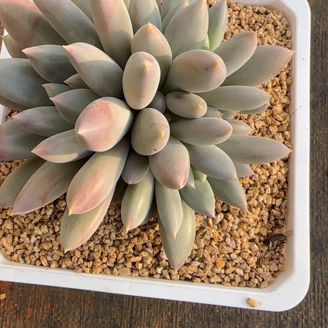 多肉植物好养哥特