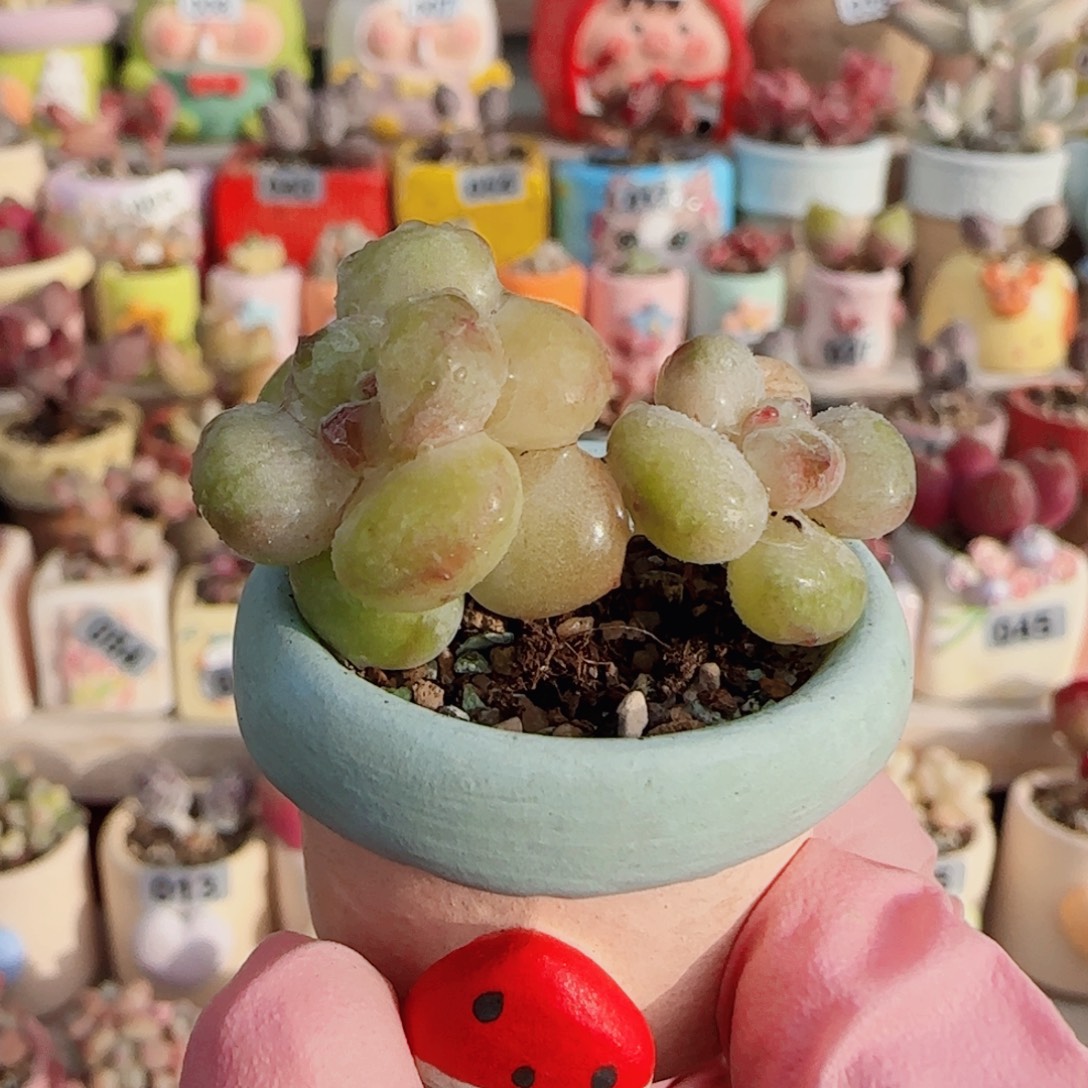 阳光玫瑰 盆口2.5cm