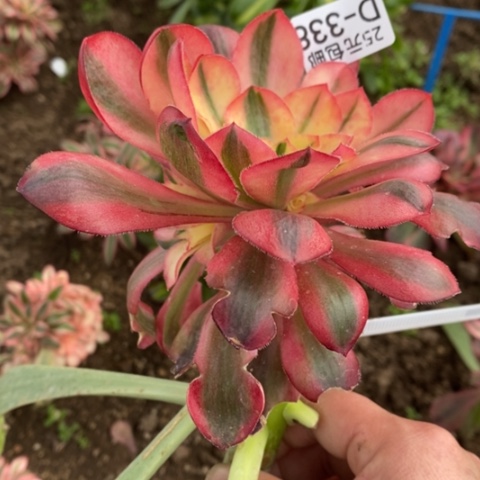 338嫁接爱丽丝满25包邮多肉