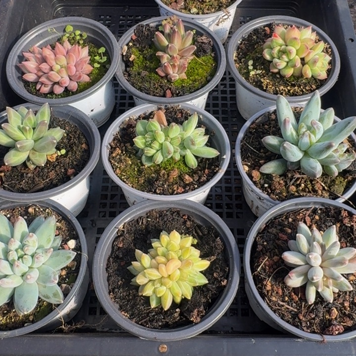 124多肉植物，一物一拍