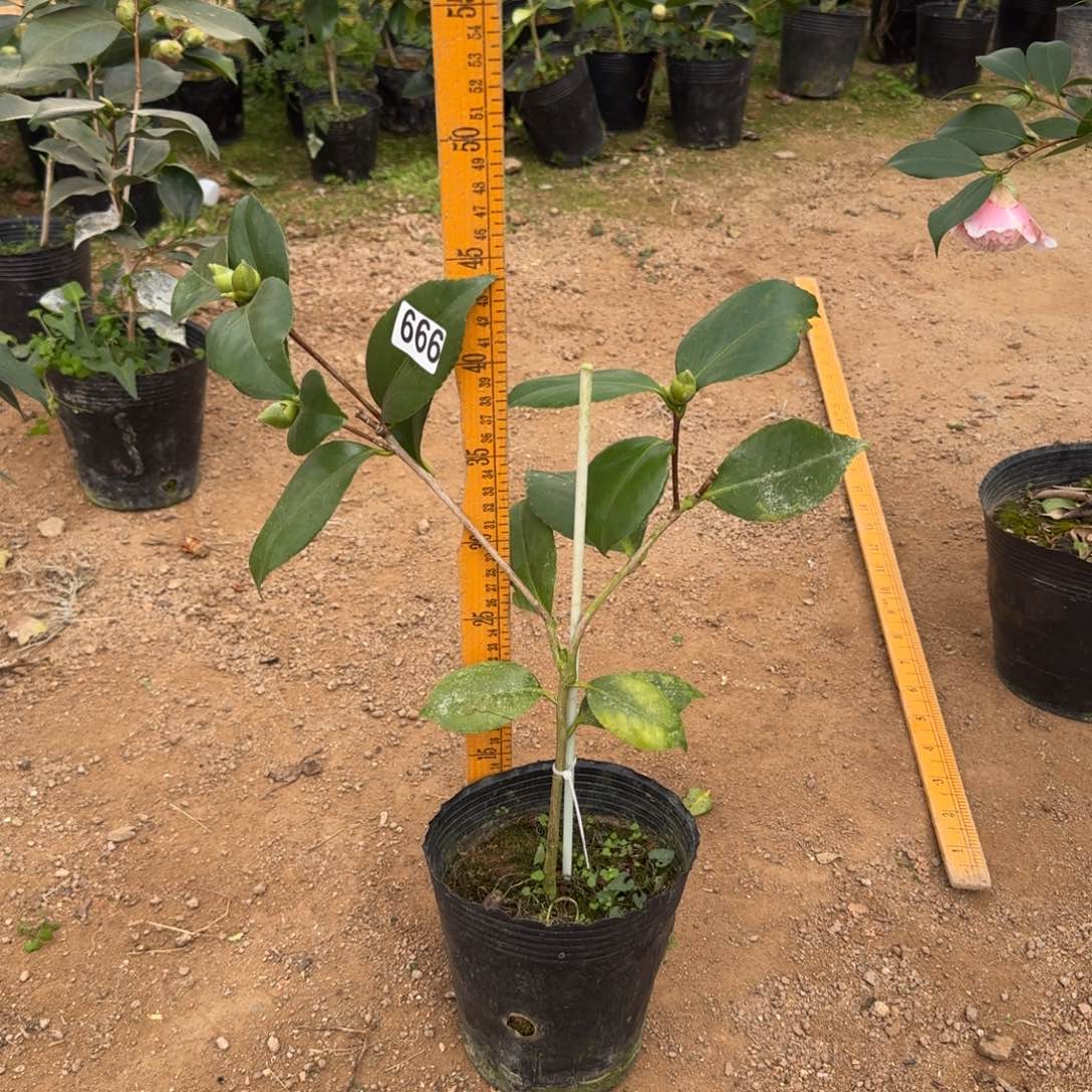 少量花朵（建议范围：2朵-5朵 或40%以下）666戴氏