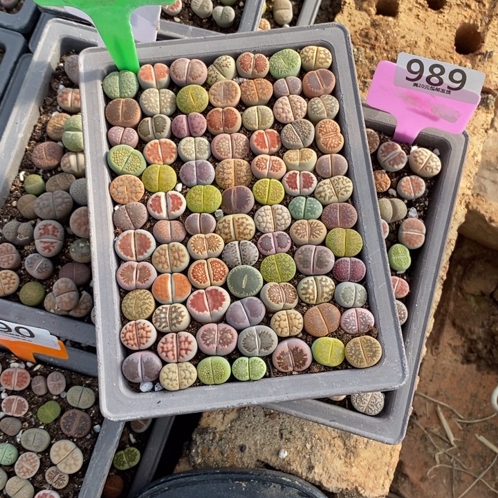 红****生石花等植物的生长发育985