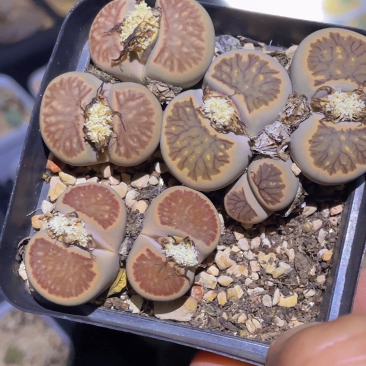 15889988885855885555