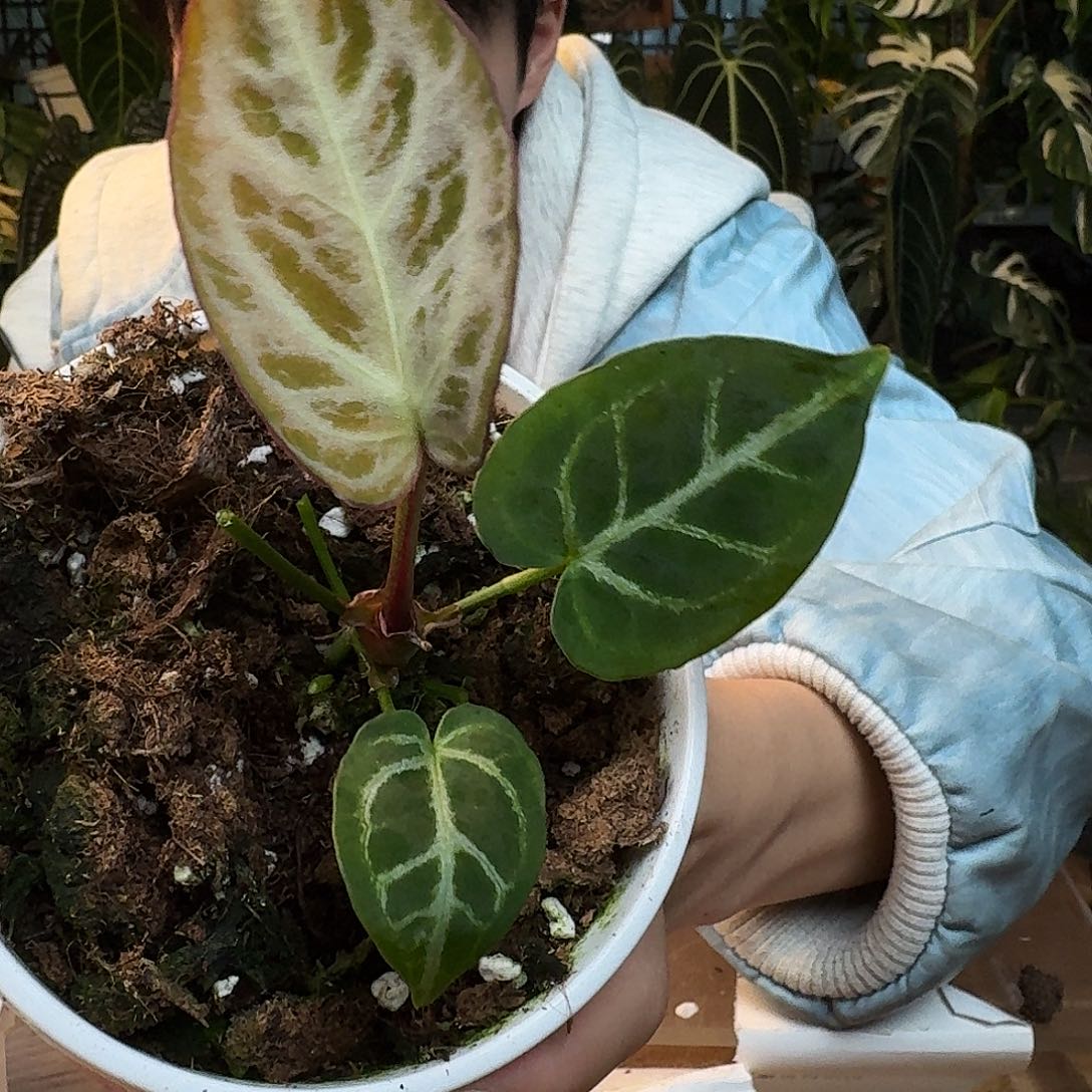 完全开放J158银虎杂