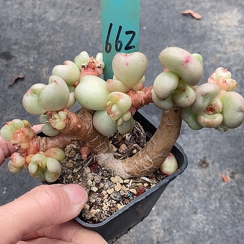 662多肉植物老桩