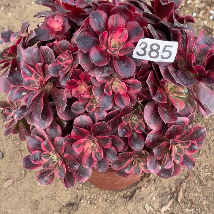 无花朵385美杜莎对肉植物