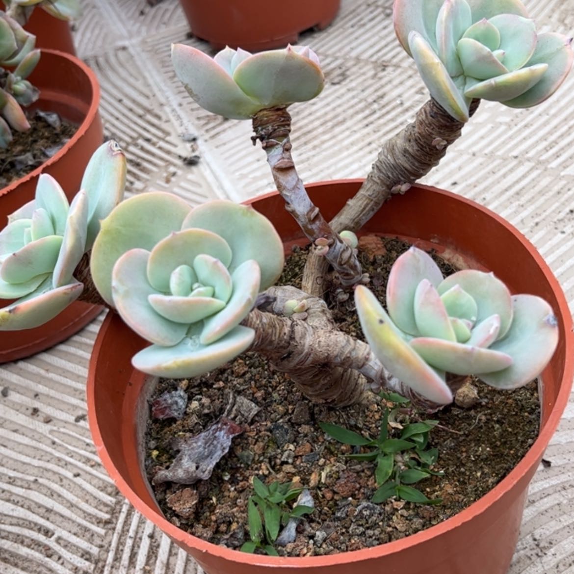 【闪购商品】无花朵红**叶