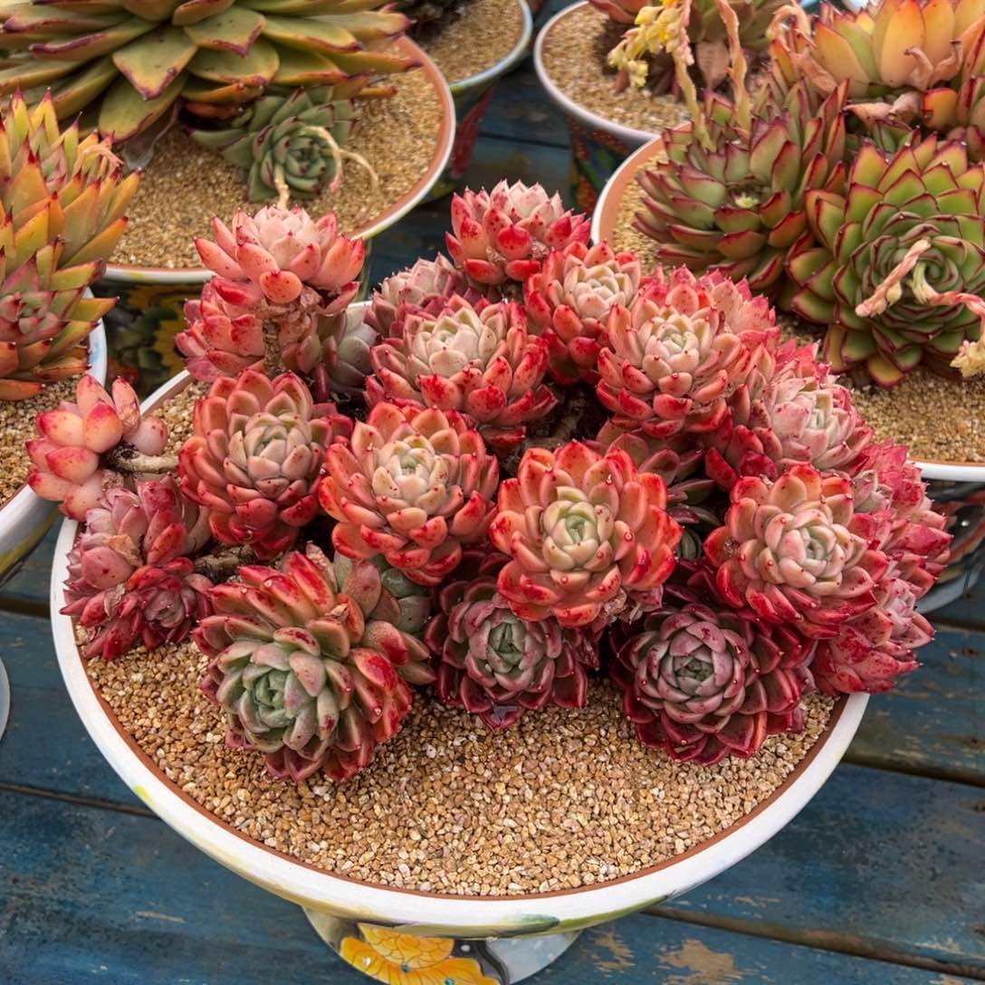 从前慢多肉精选编号0209.冰水鬼