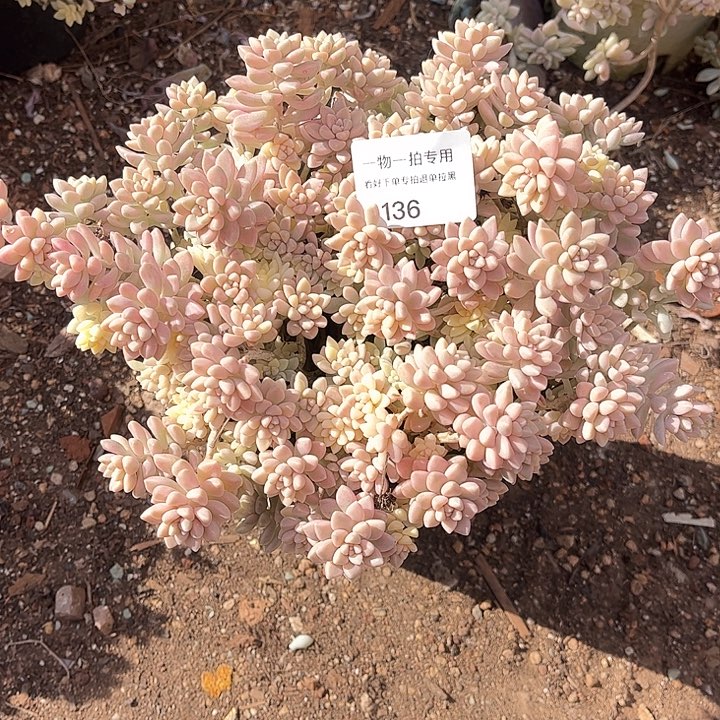 时****姬秋丽锦，一物一拍，不包小损