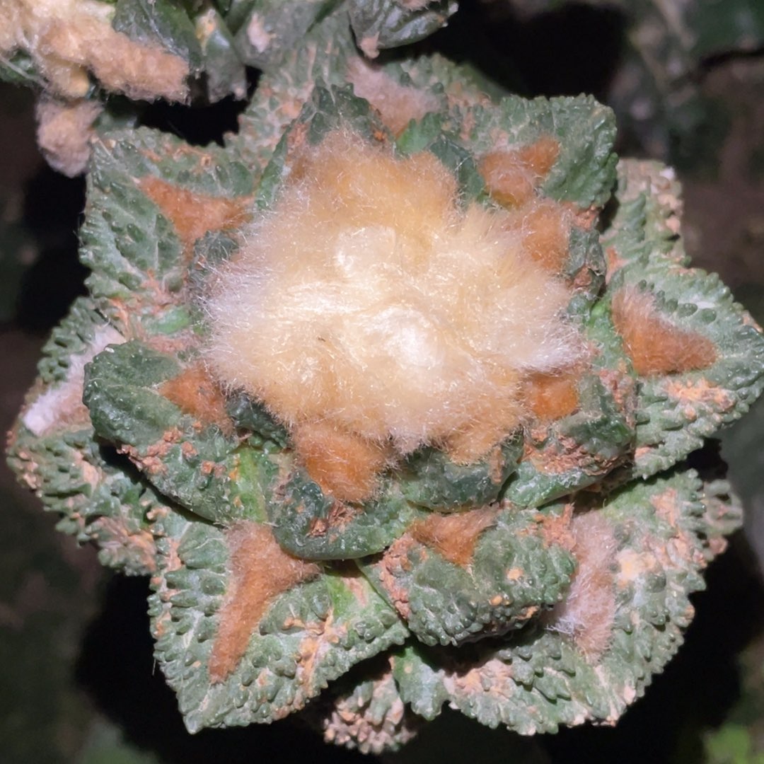 无花朵金毛哥斯拉龟