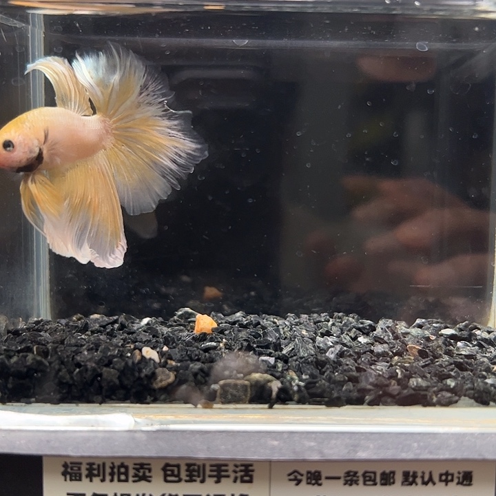 斗鱼跑单拉黑7日66