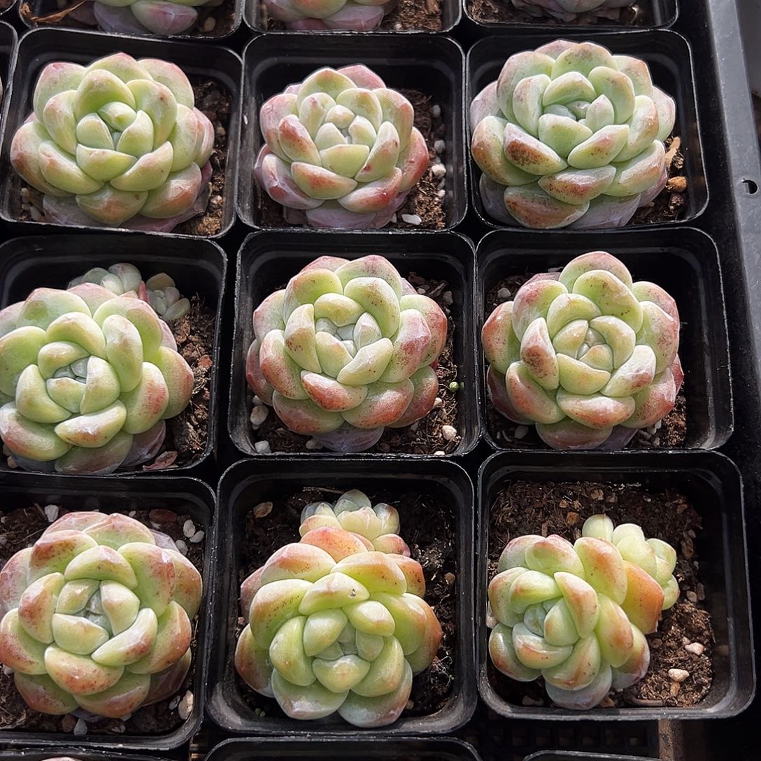 冰玉5/6公分6.8一颗