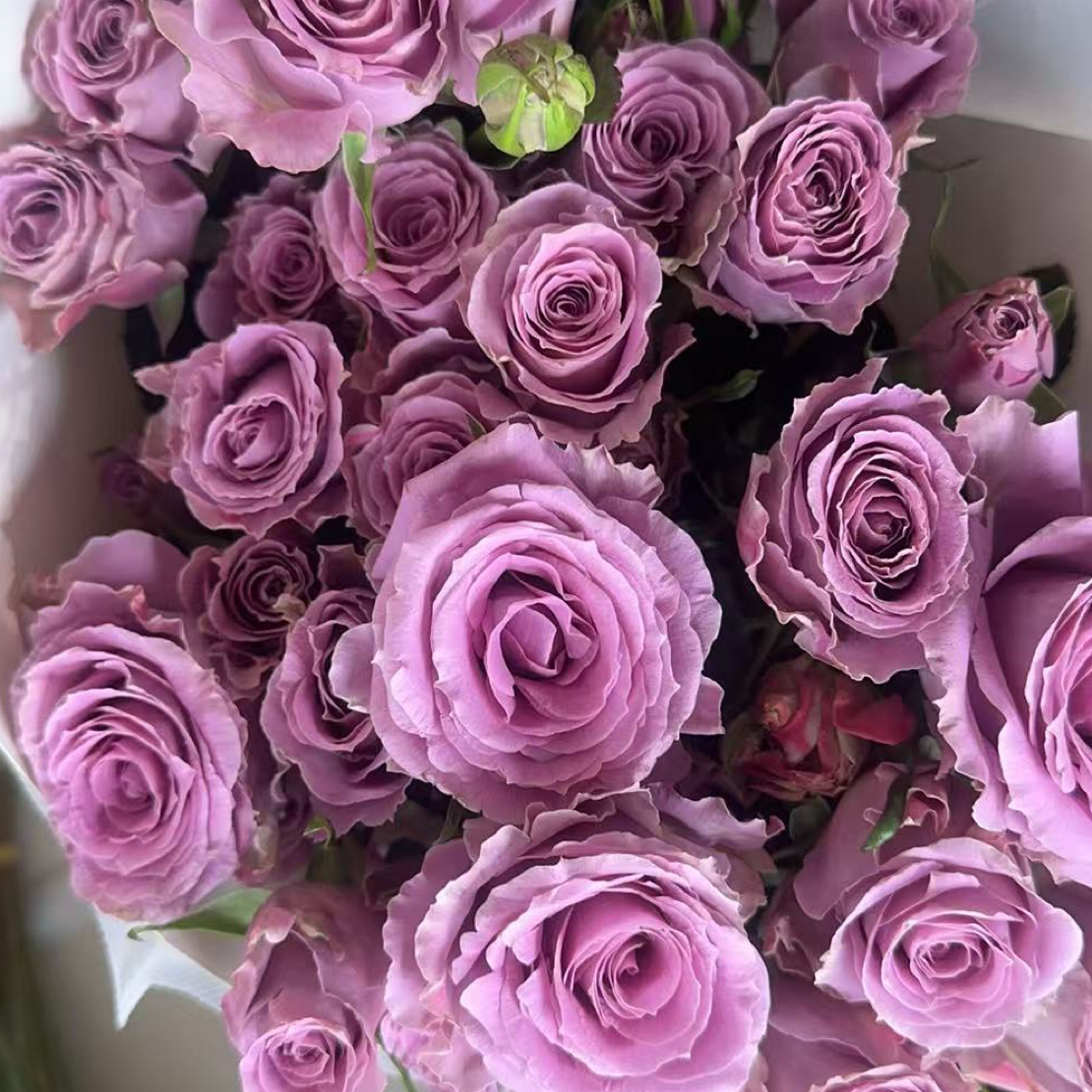 多紫色多头泡泡  --多头玫瑰  云南基地直发  任意两单起发