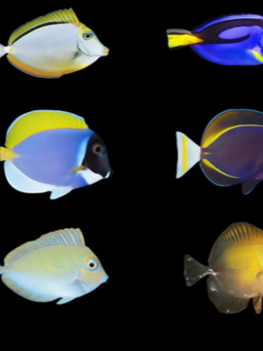 观赏鱼直播间专用链接（一物一拍）