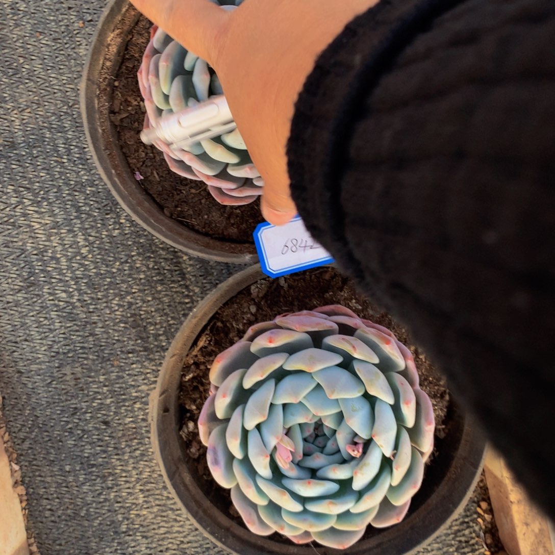 橙*单头橙梦多肉植物发2个