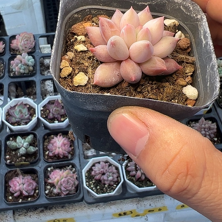 单头红蜻蜓 满10颗包邮