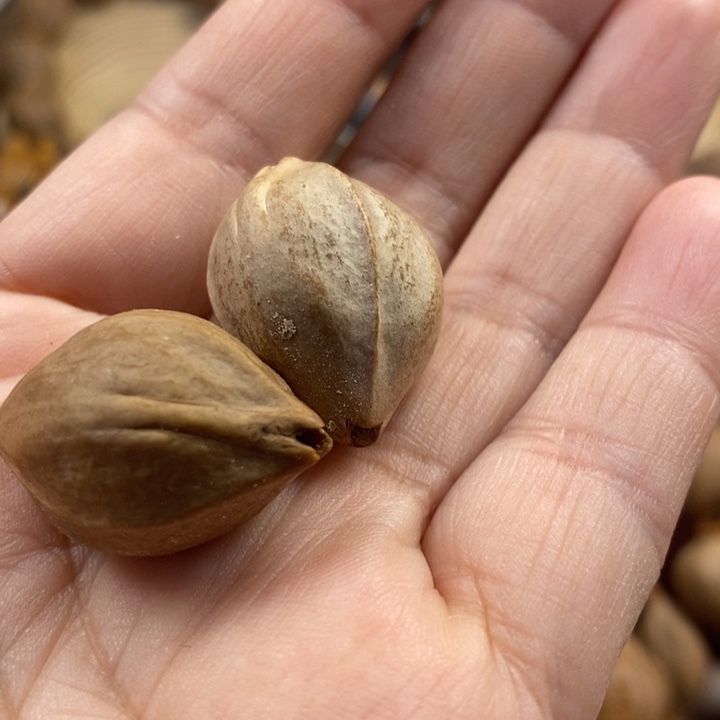 橄榄核手串/手链王**隆1.9✖️27单颗2