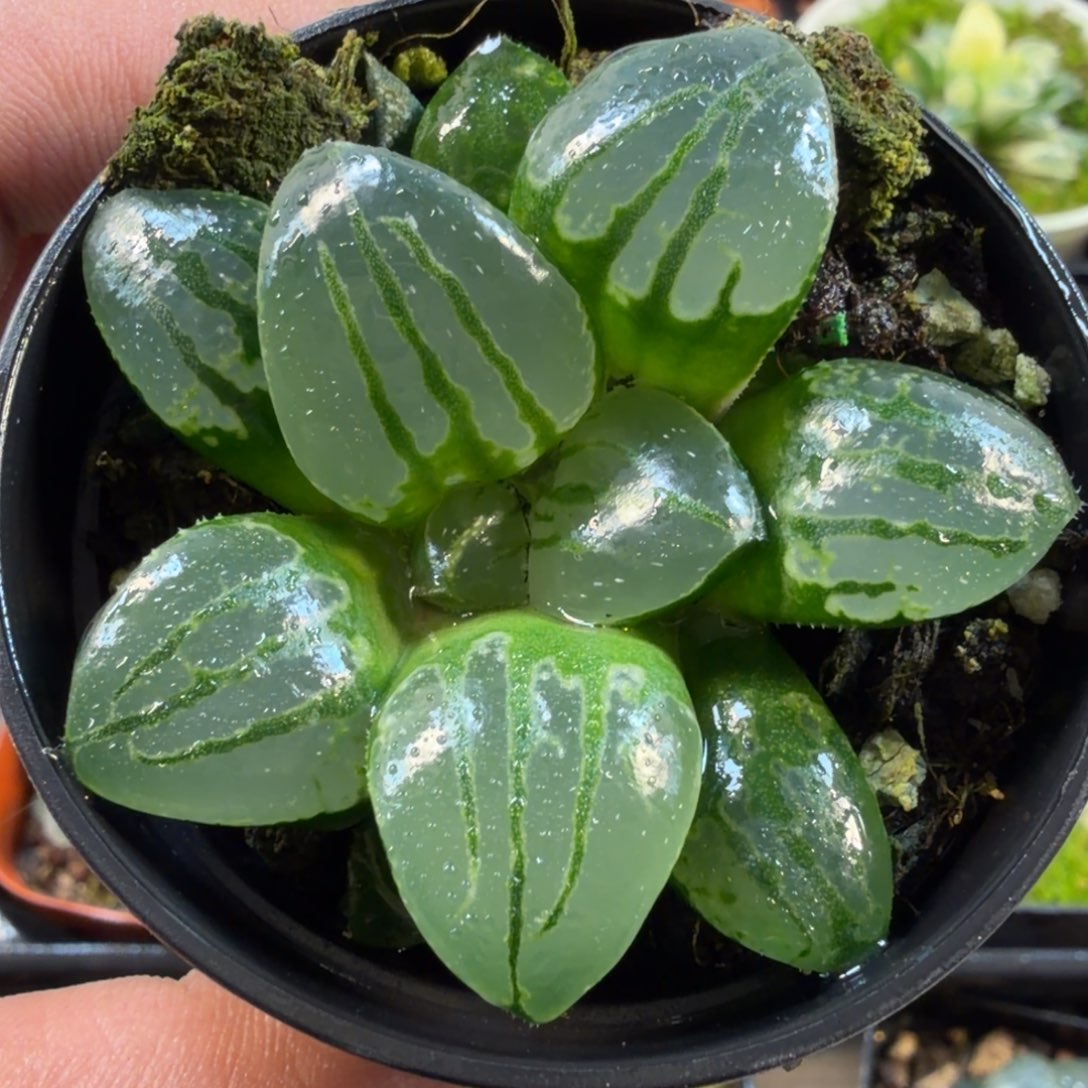 卿***宝十二卷福利翠虎福利