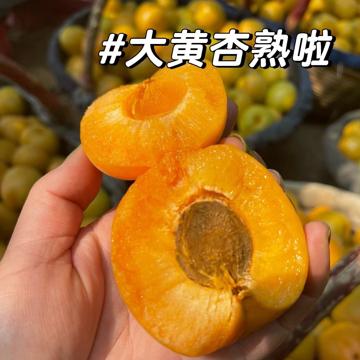 红梅杏一盒约1斤左右
