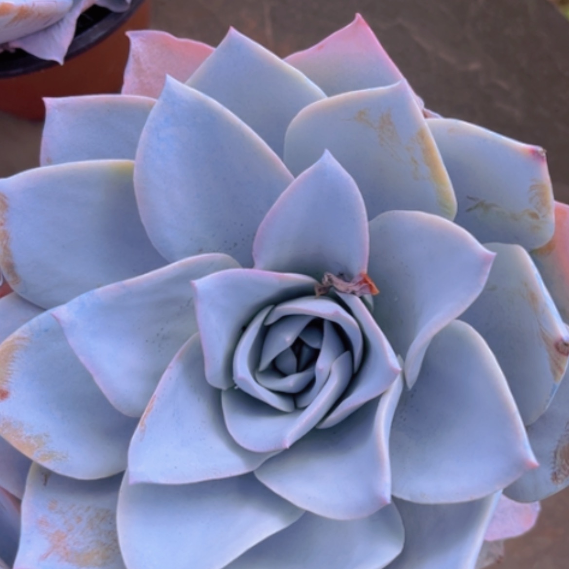 【闪购商品】白莲10167