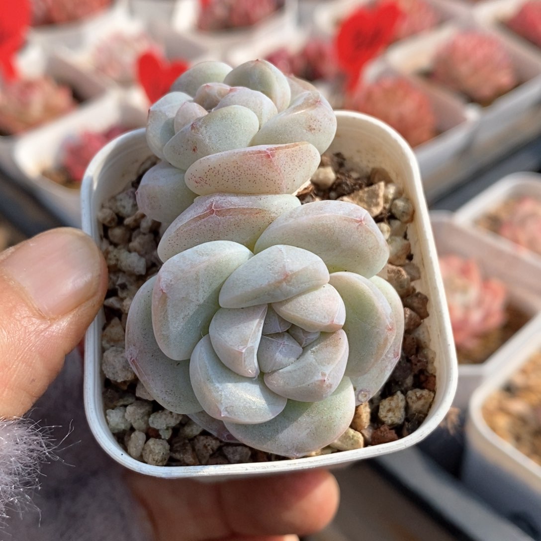 精品多肉一物一拍55