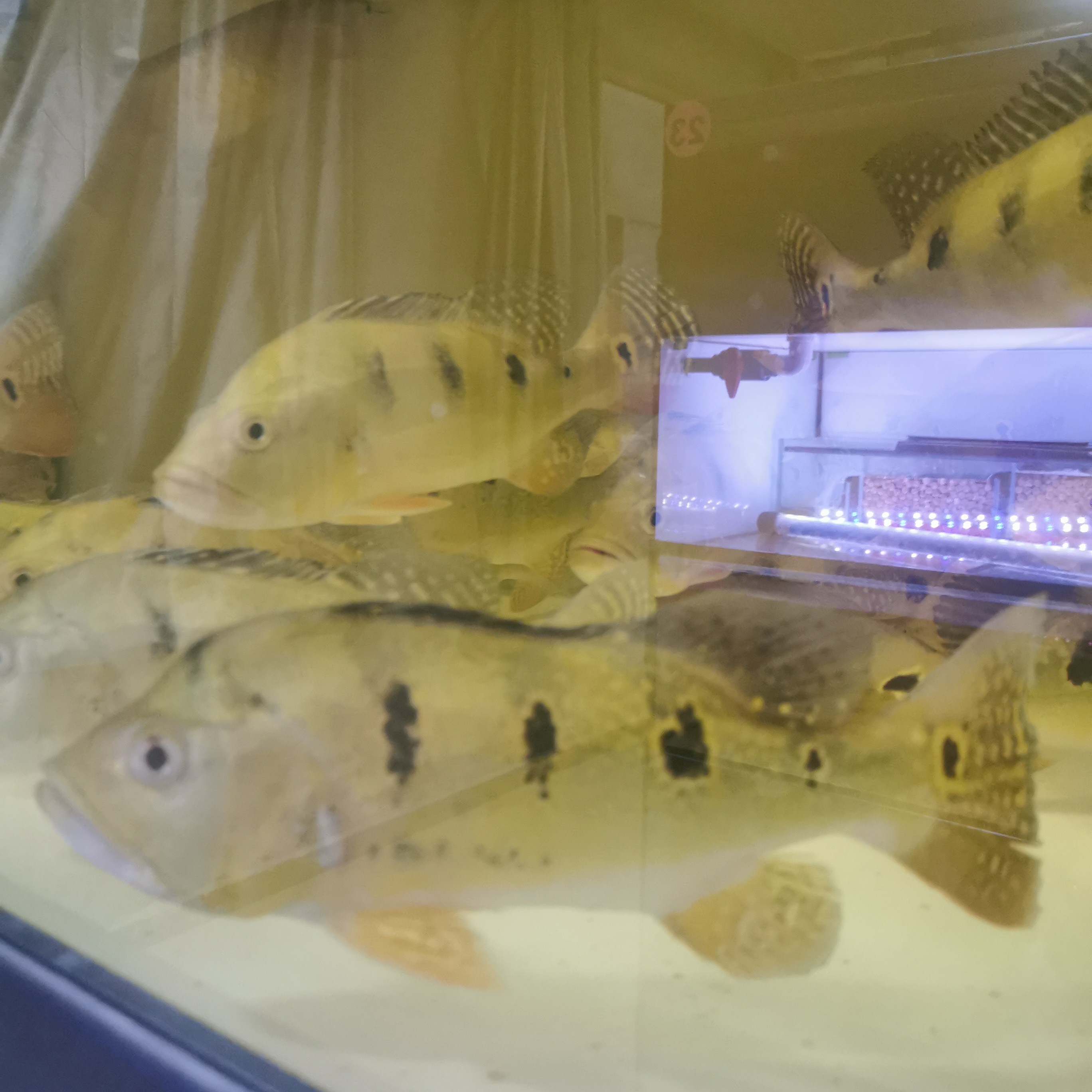 巴西亚金老虎皇冠三大型热带凶猛观赏鱼好养活