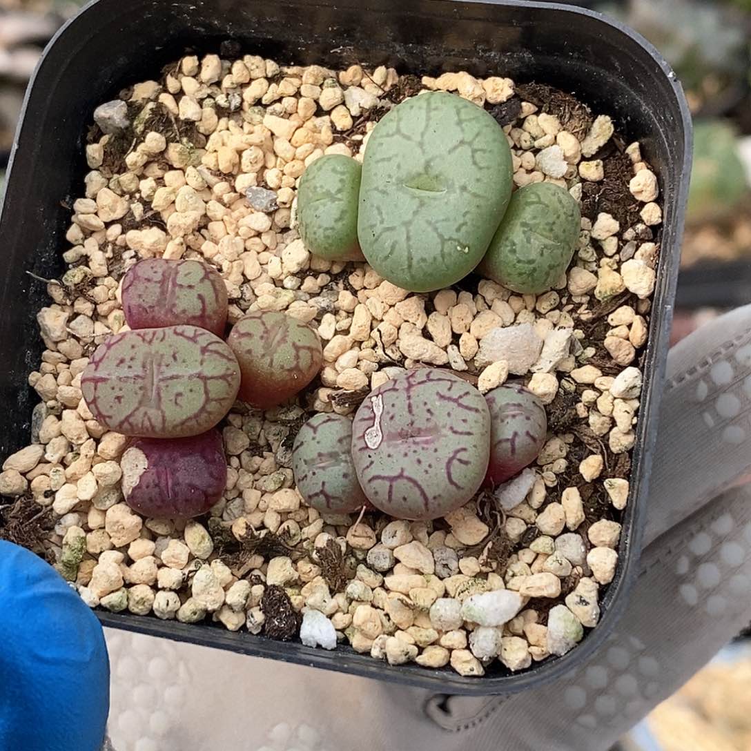 486 猴脸清姬 带盆土 有疤特