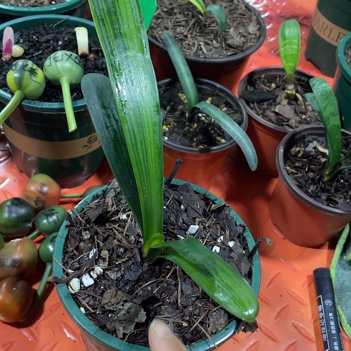 秀***琴完全开放君子兰四季开花稀释剂