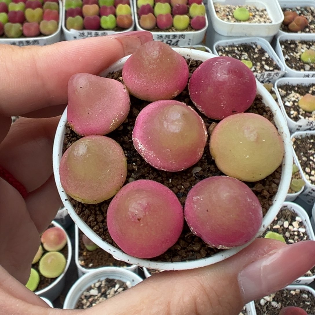242灯泡裸根发货