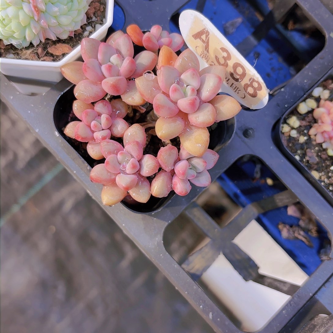 A398不知名一物一拍