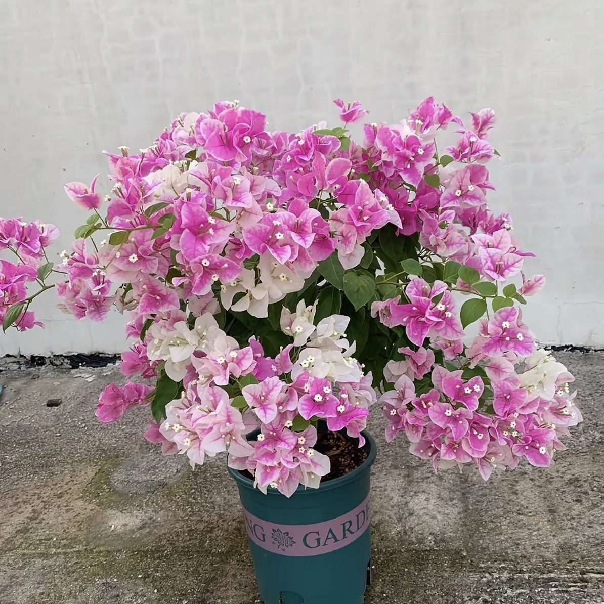 三角梅漳红樱小盆花