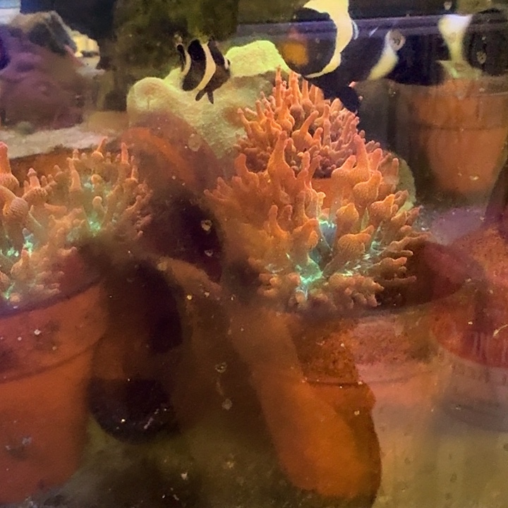 奶嘴海葵红奶嘴4-5cm一个