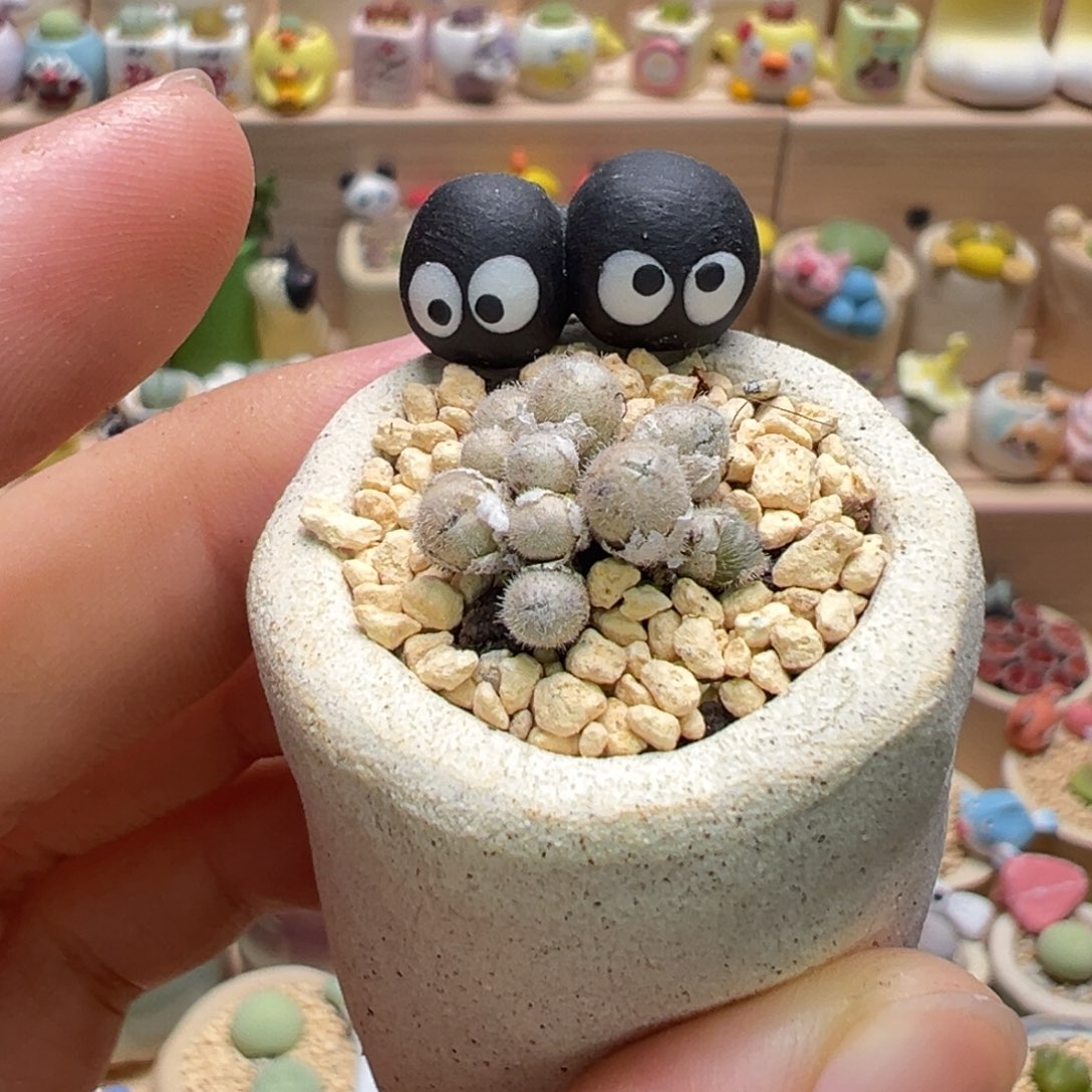 多肉植物134号毛球